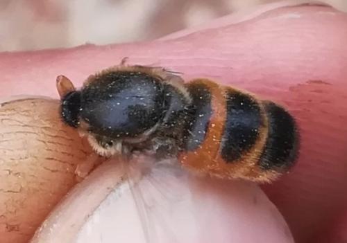Astomella hispaniae